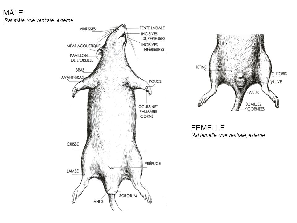 Anatomie externe